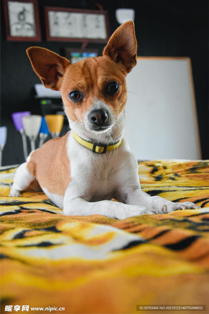 犬