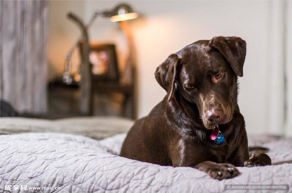 犬
