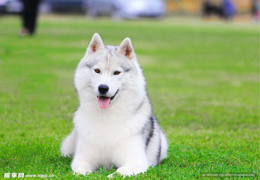 犬
