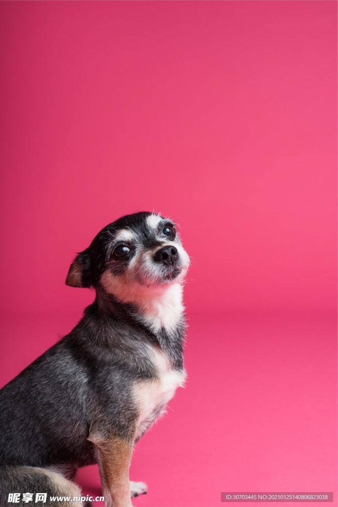 犬