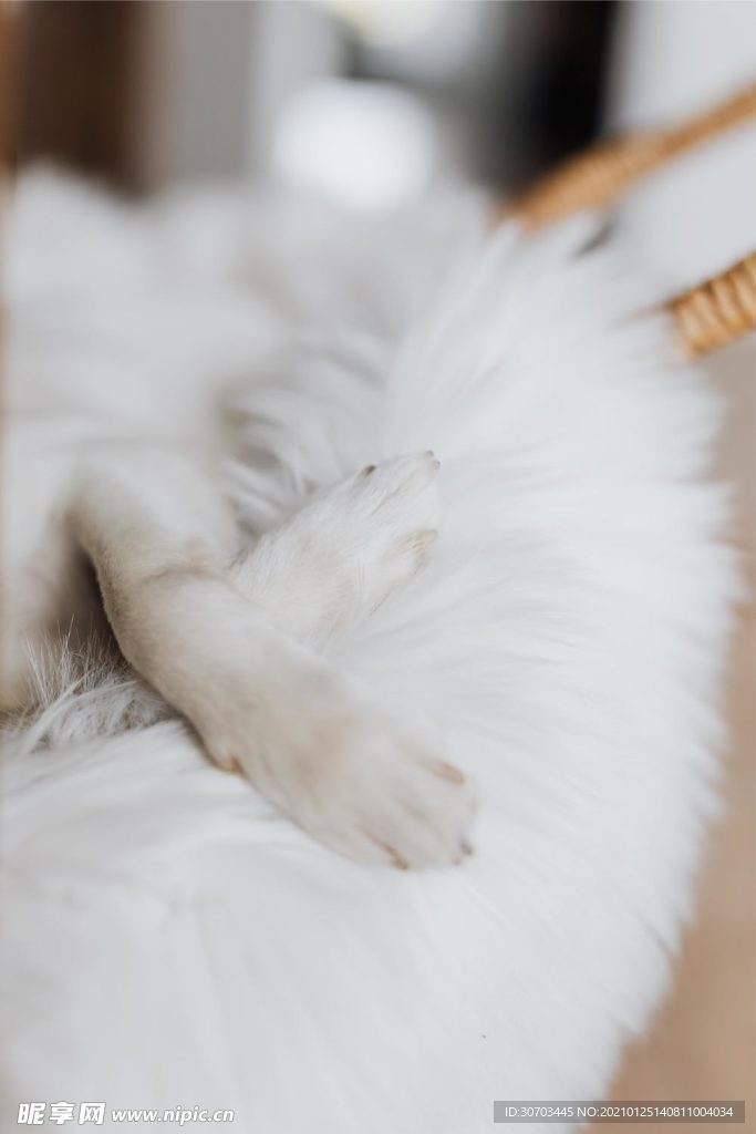 犬
