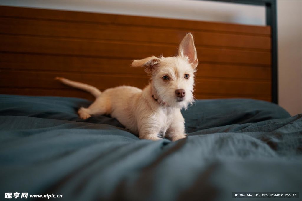 犬