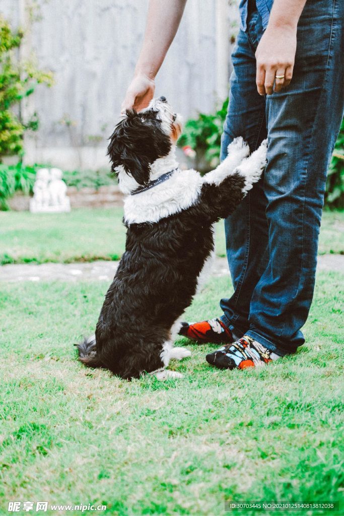 犬