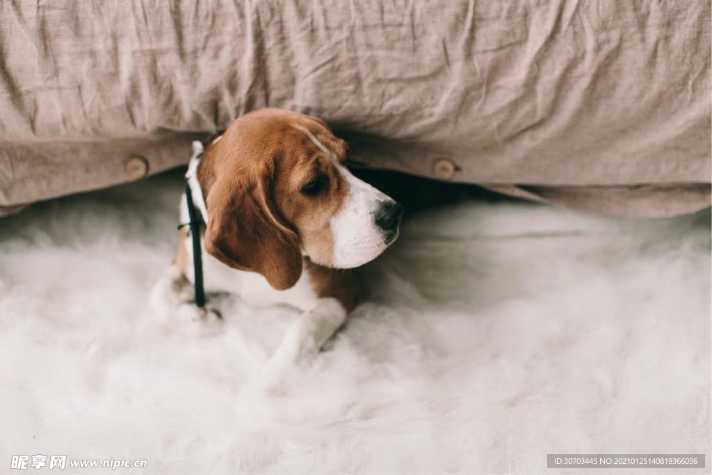 犬