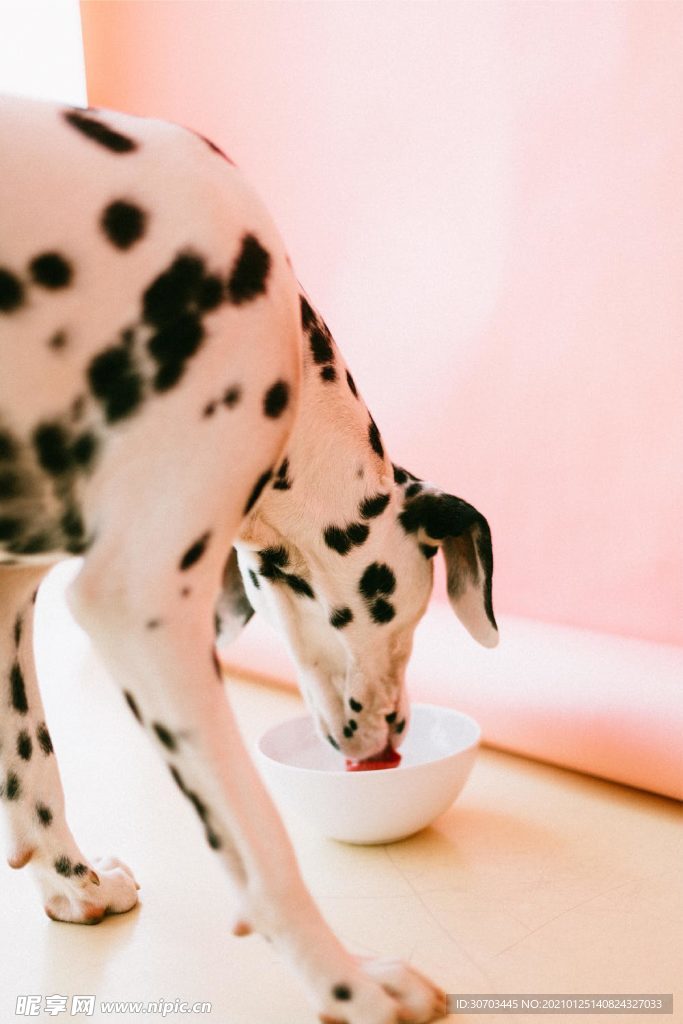 犬