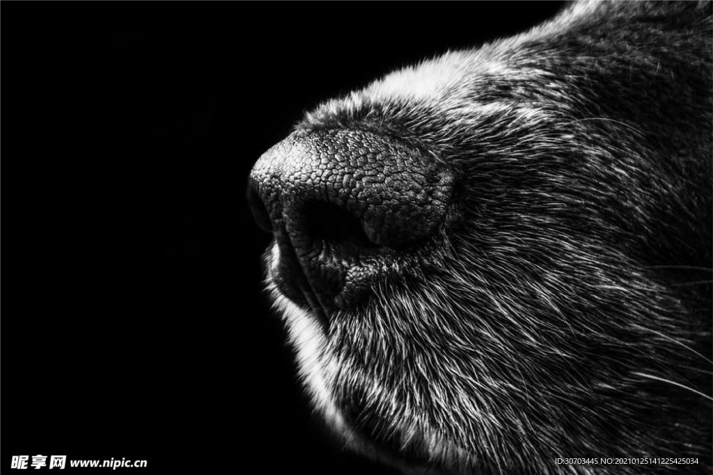 犬