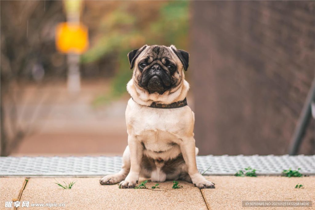 犬