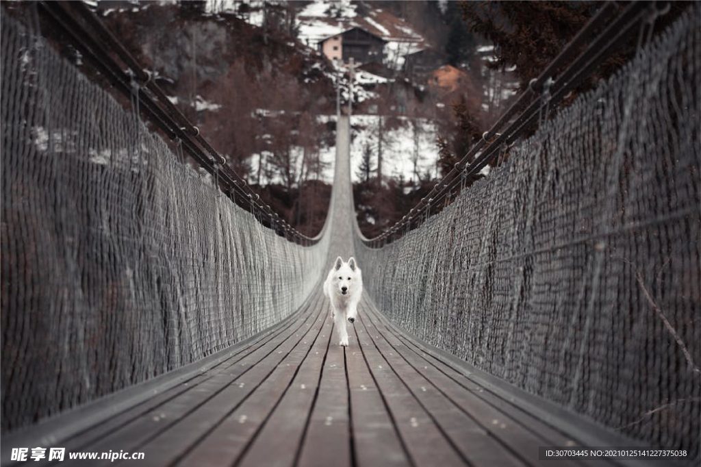 犬