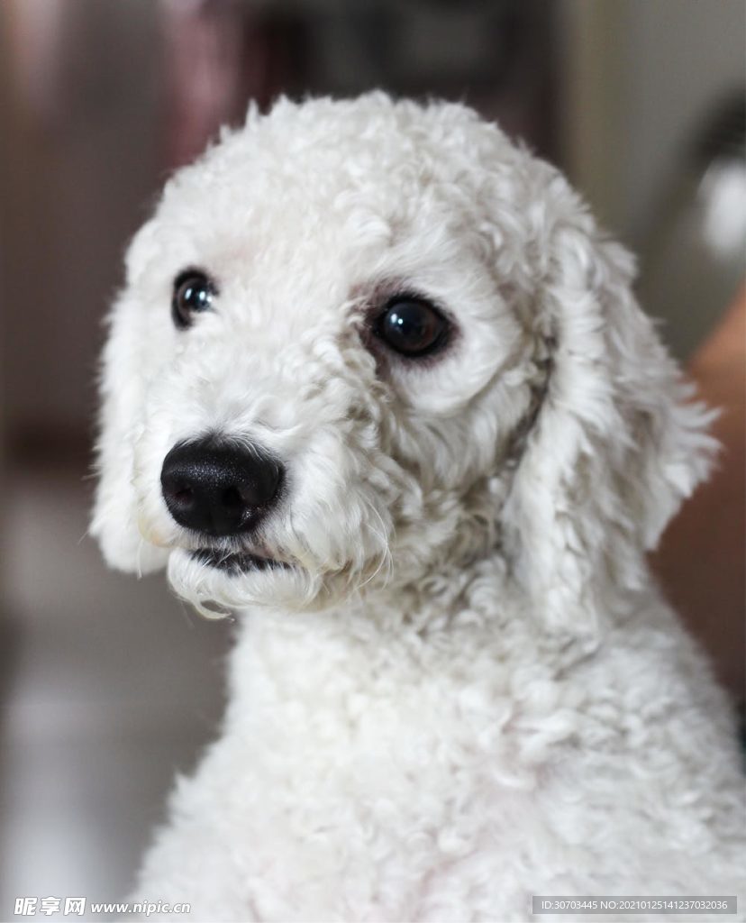 犬