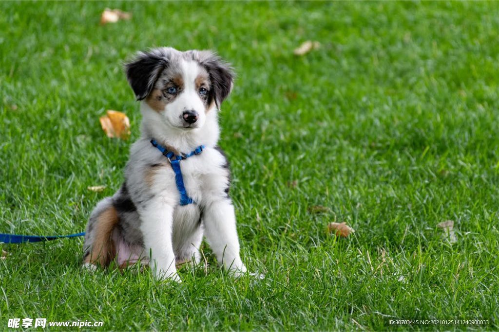 犬