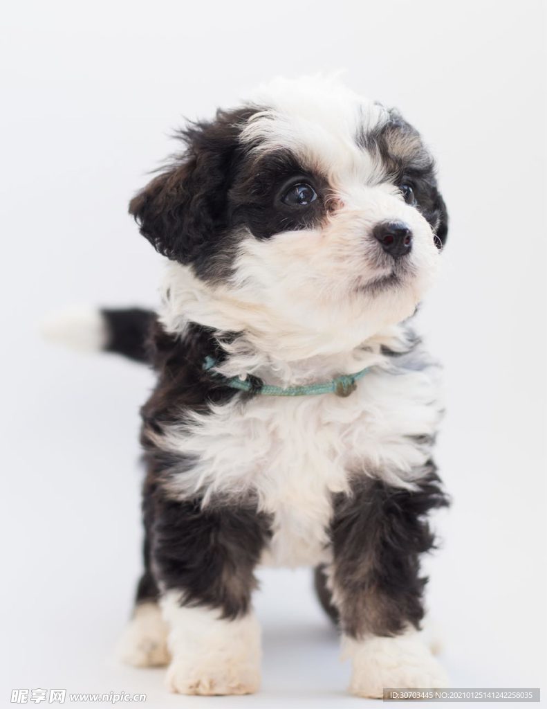 犬