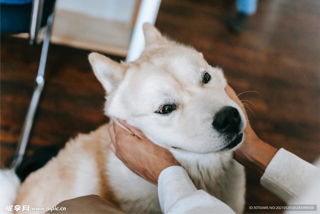 犬