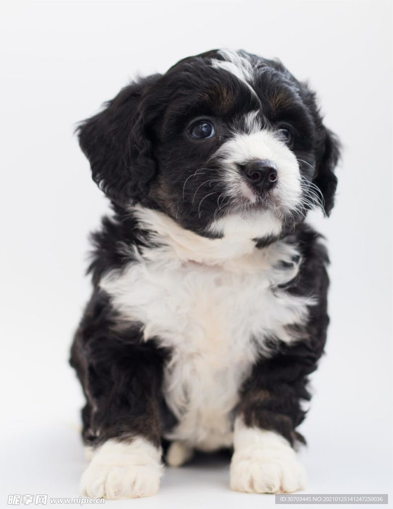 犬