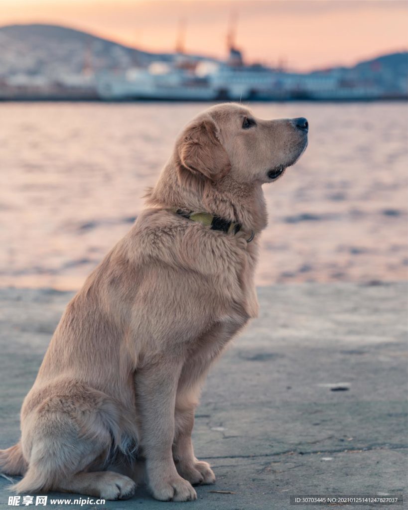 犬