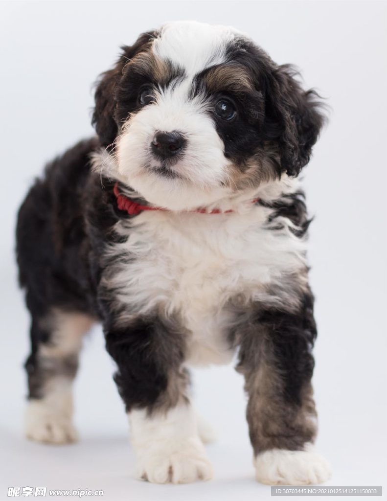犬