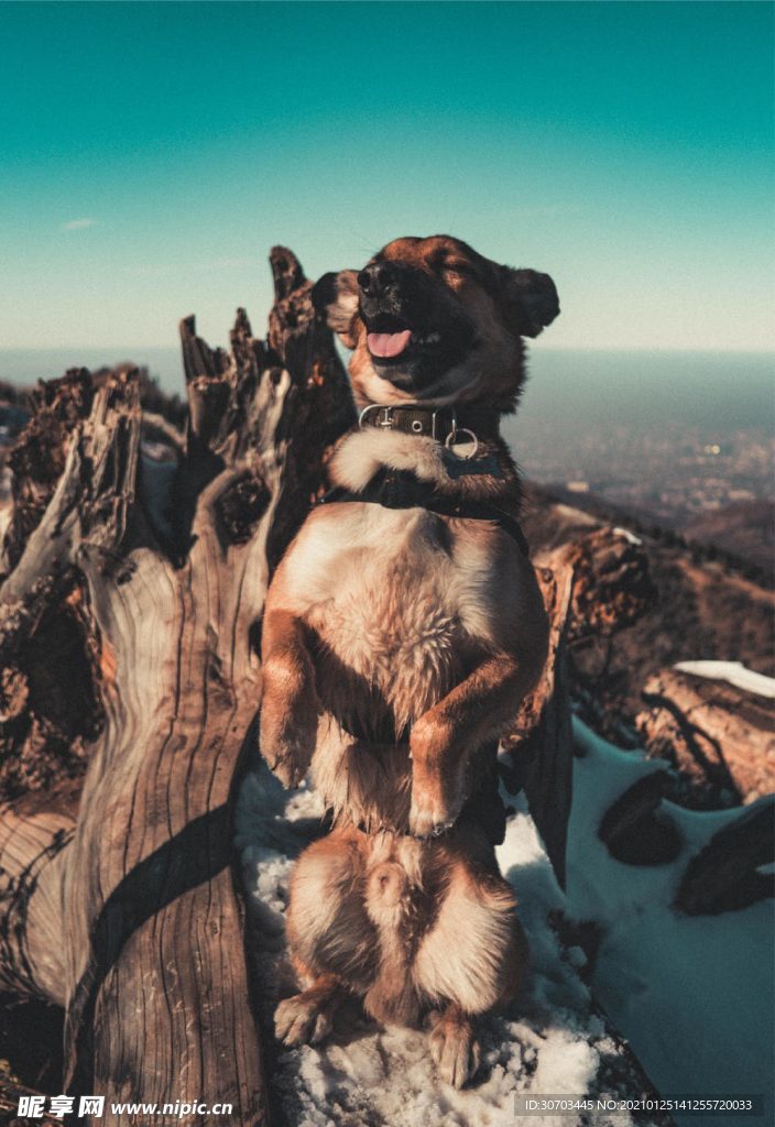 犬