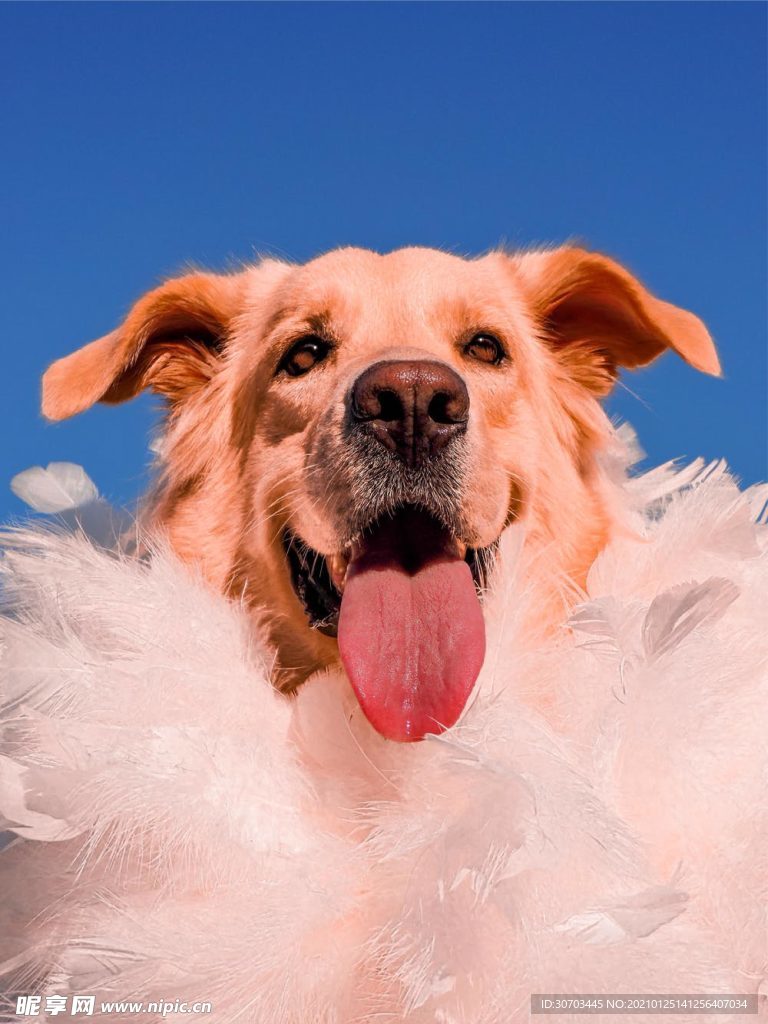 犬