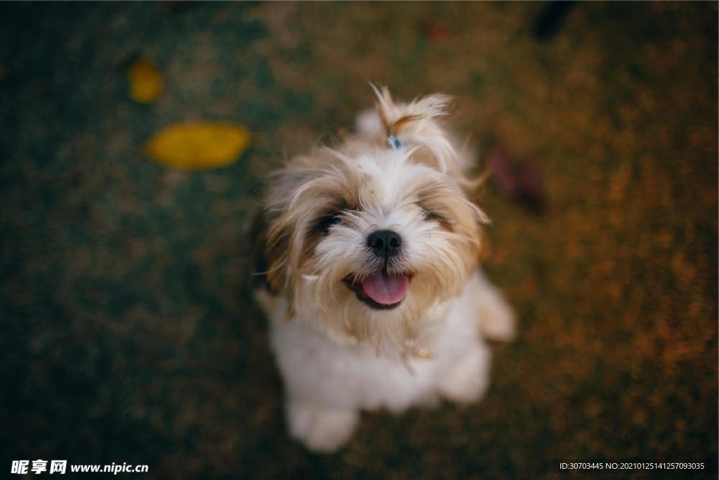 犬