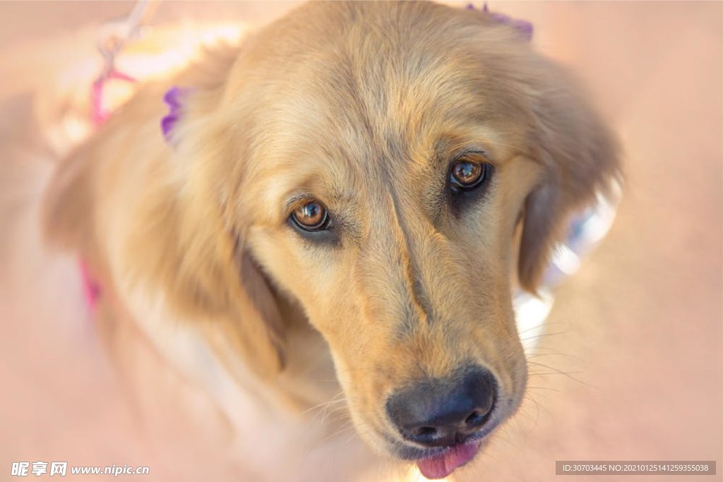 犬