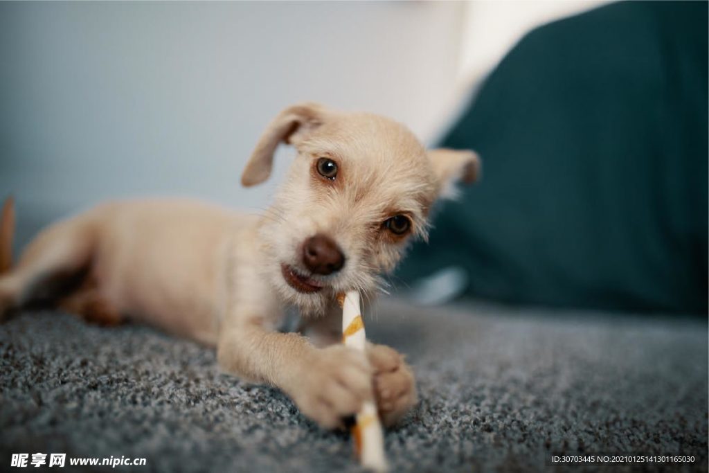 犬
