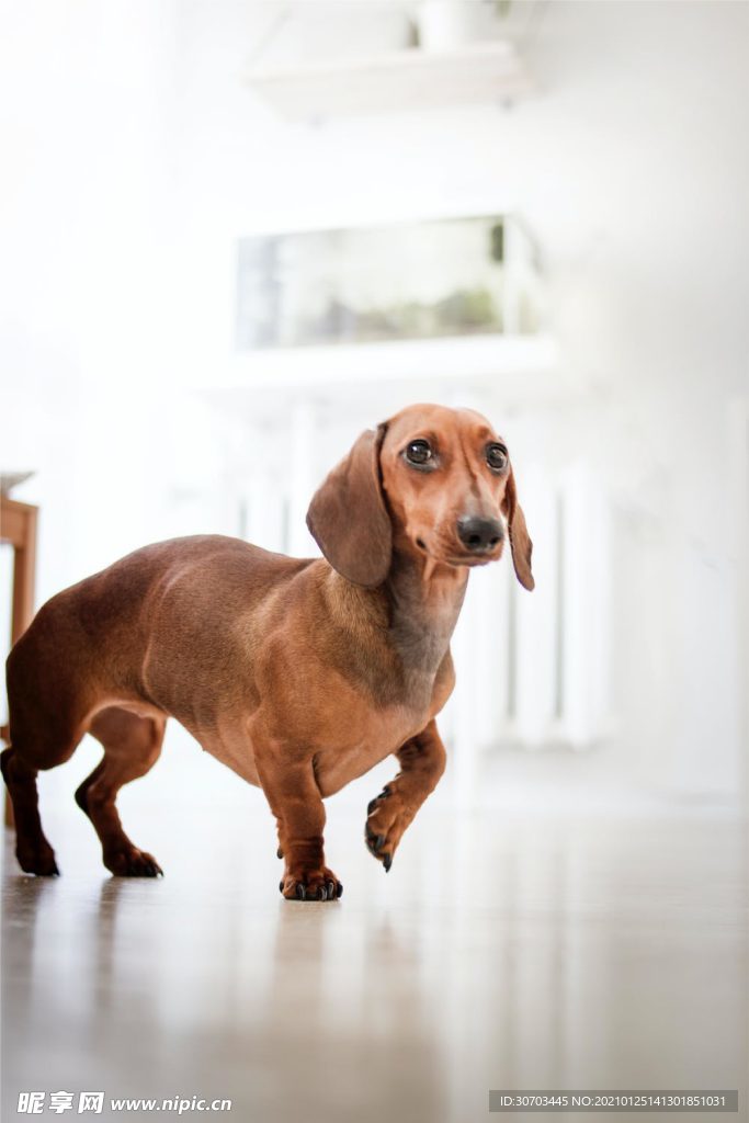 犬