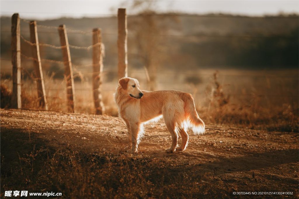 犬