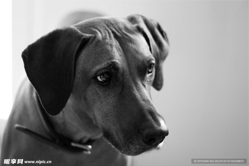 犬