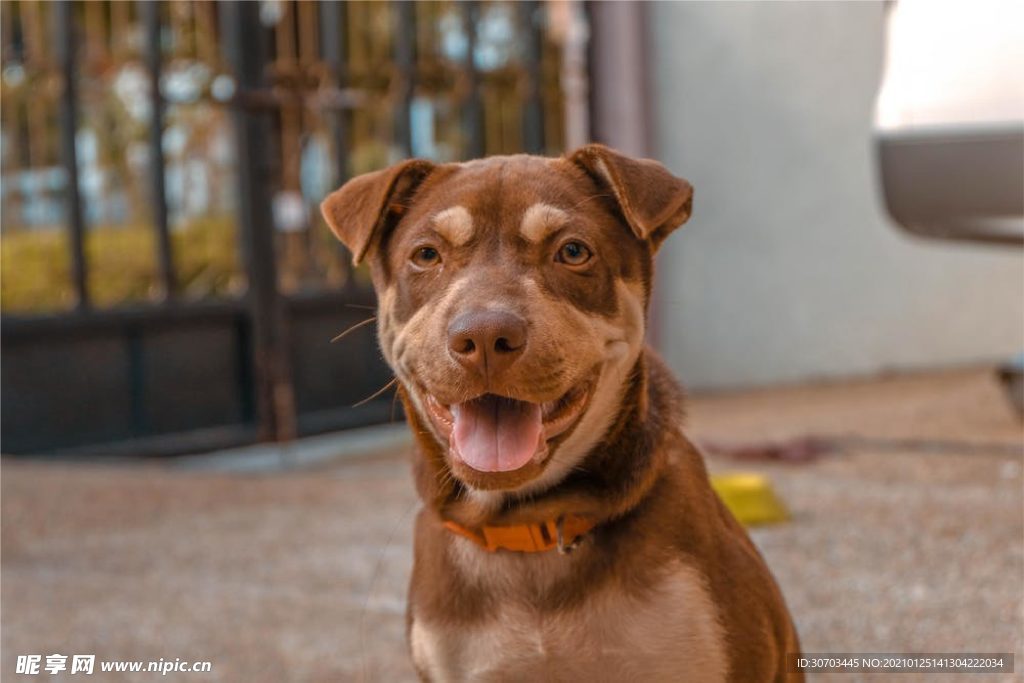 犬