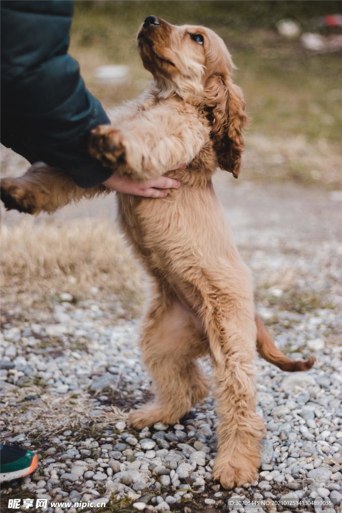 犬