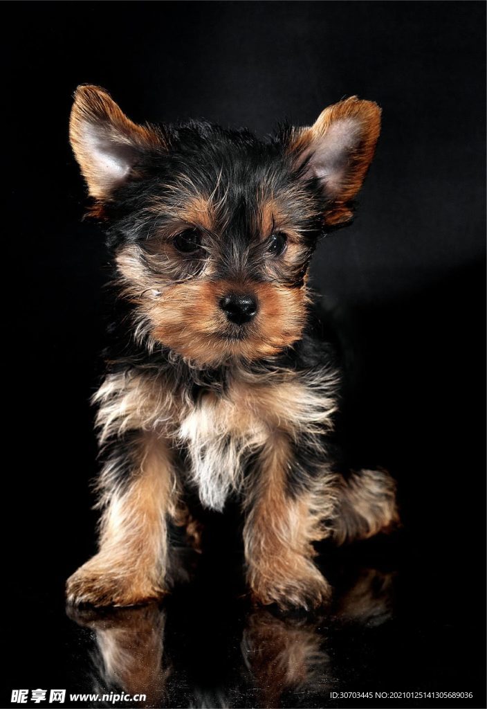 犬