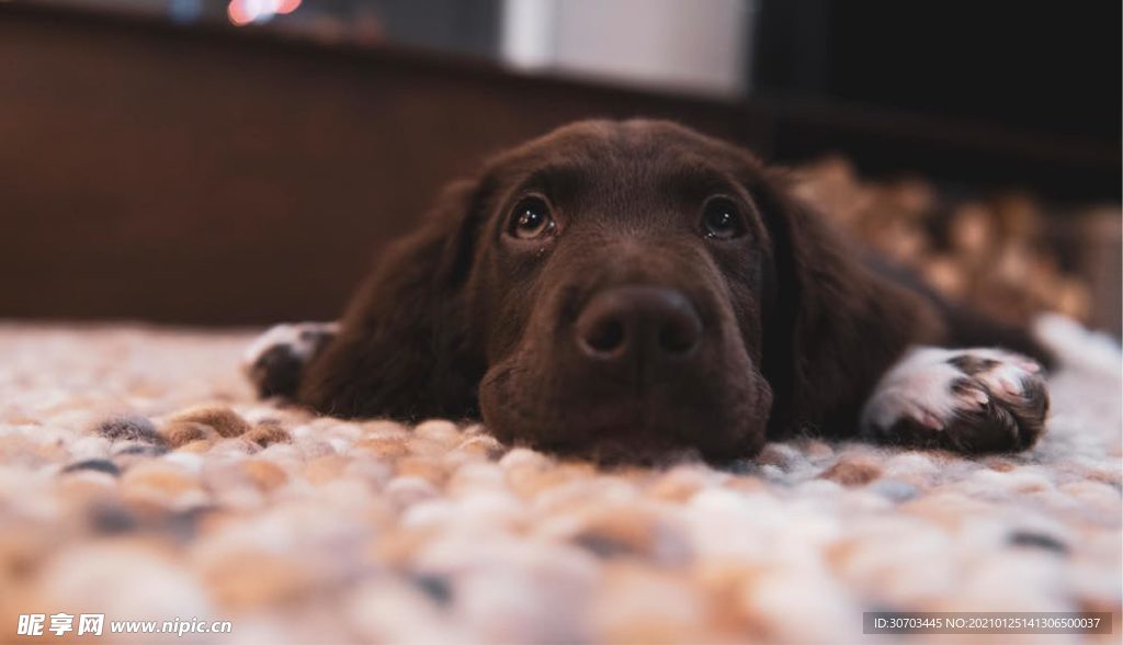 犬