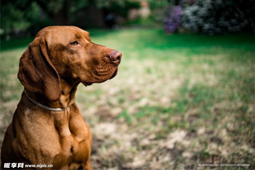 犬