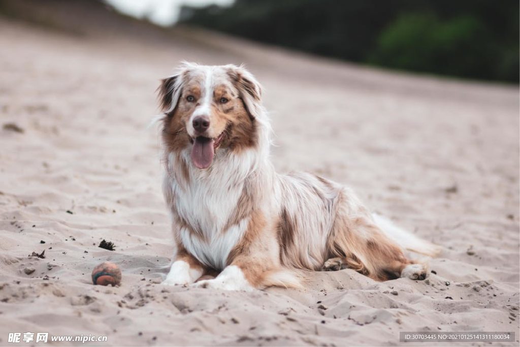犬