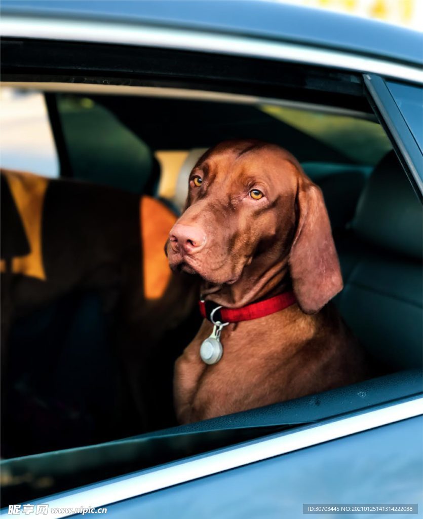 犬
