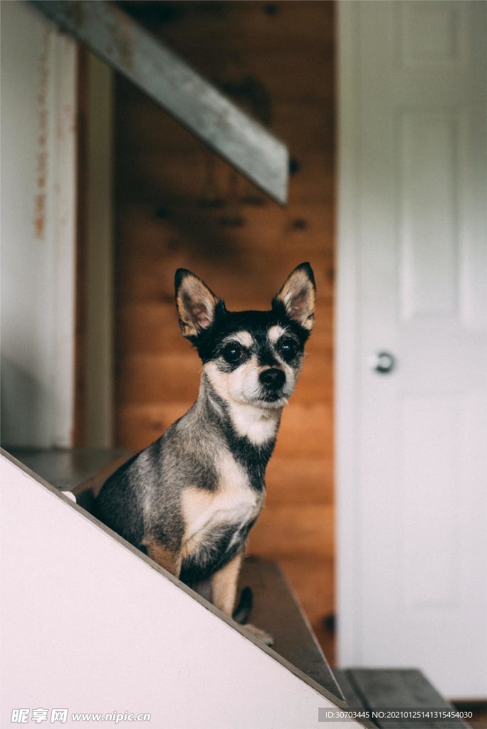 犬