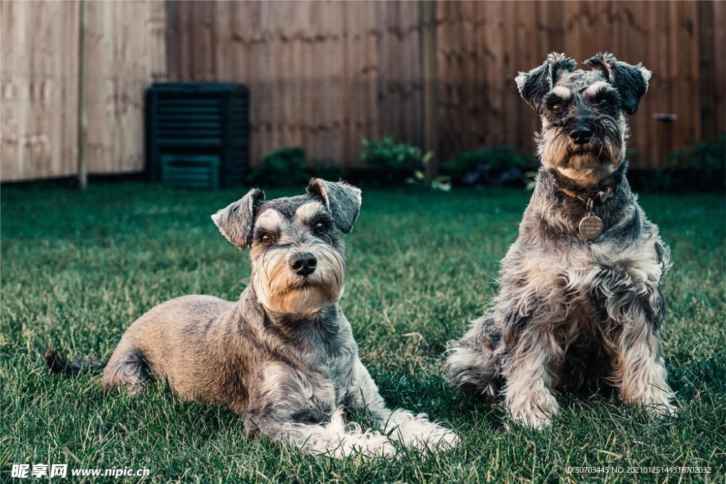犬