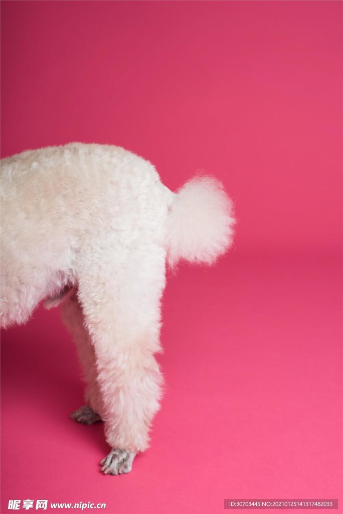 犬的尾巴