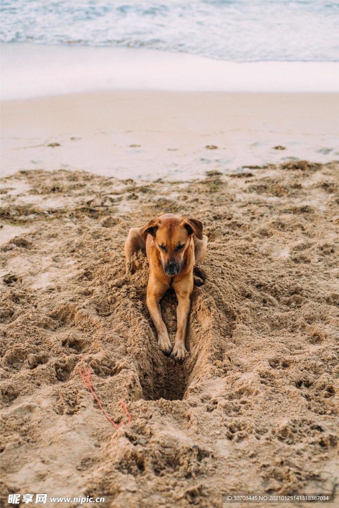 犬