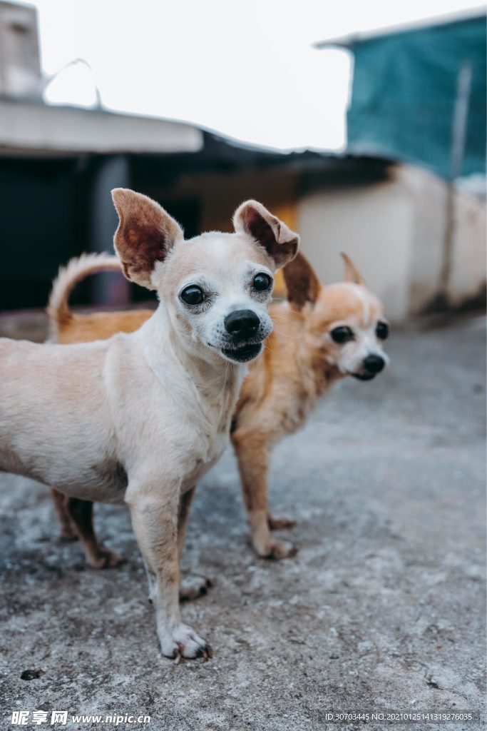 犬