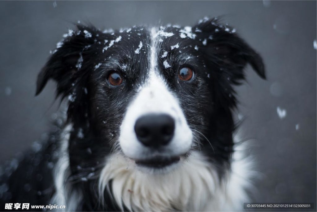 犬