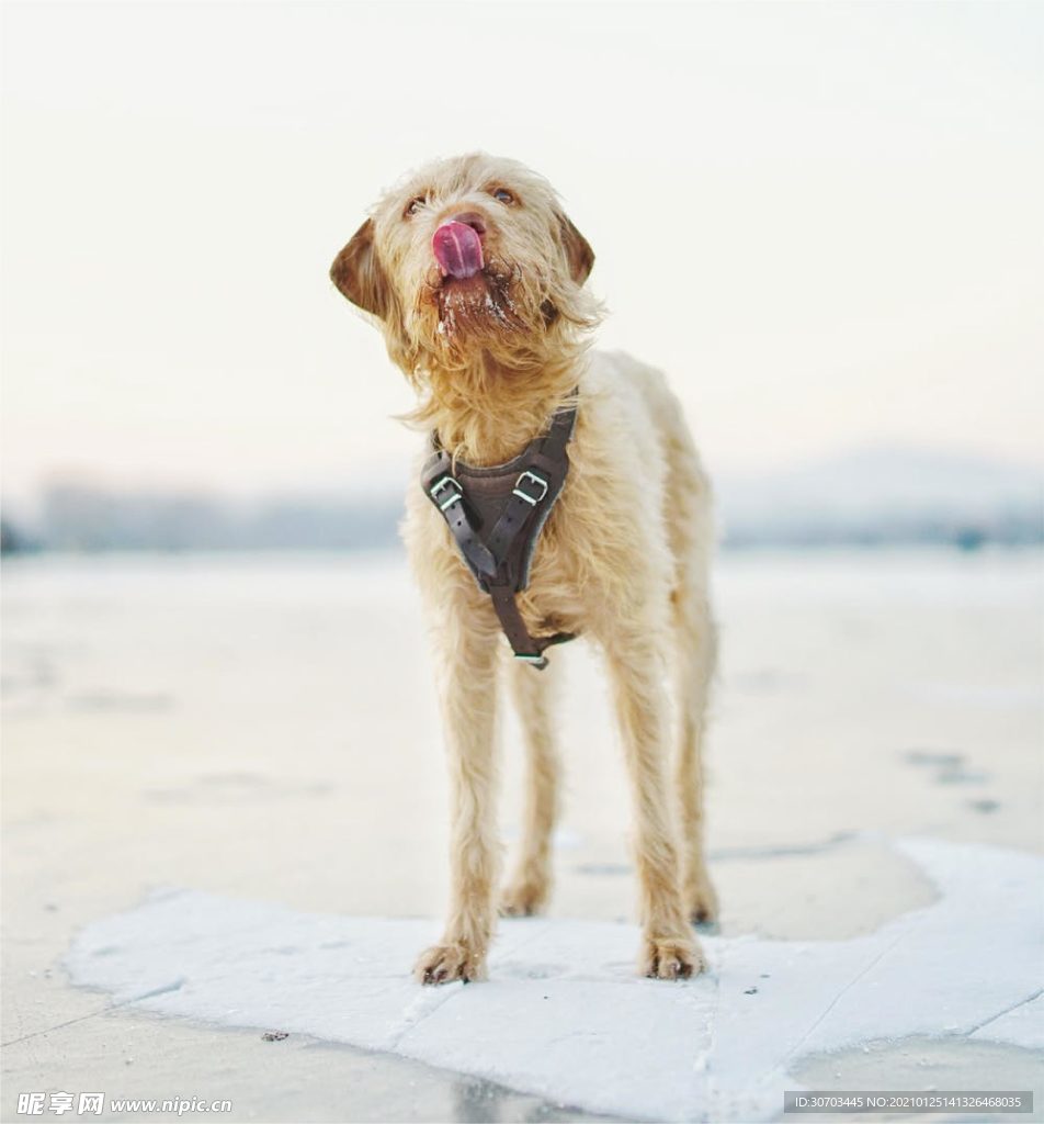 犬