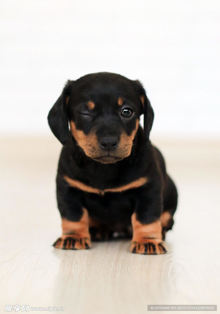 犬