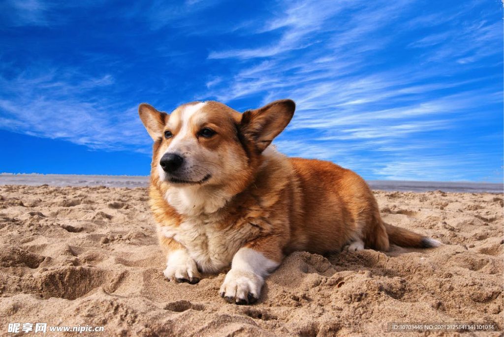 犬
