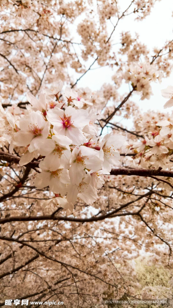 樱花 春天 花卉