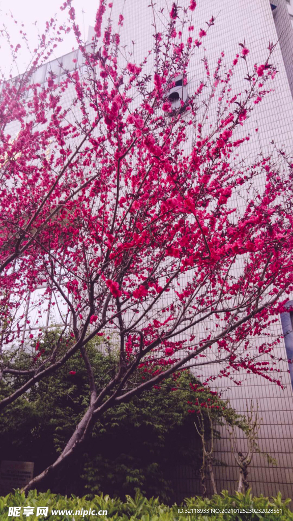 春天 红花 花卉