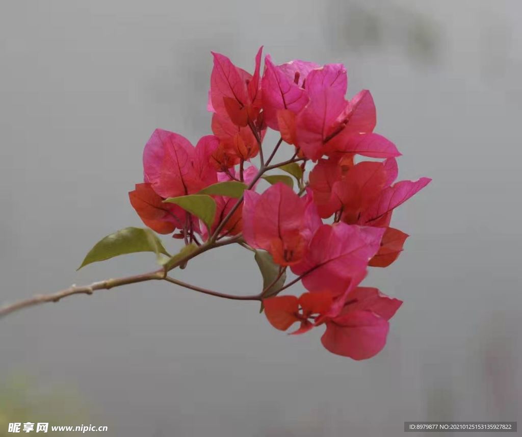 杜鹃花三角梅红花