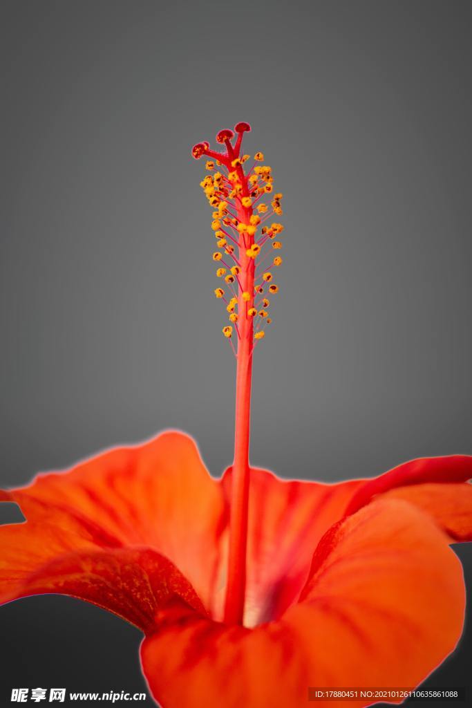 花卉