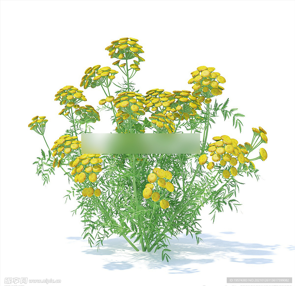 C4D模型 万寿菊