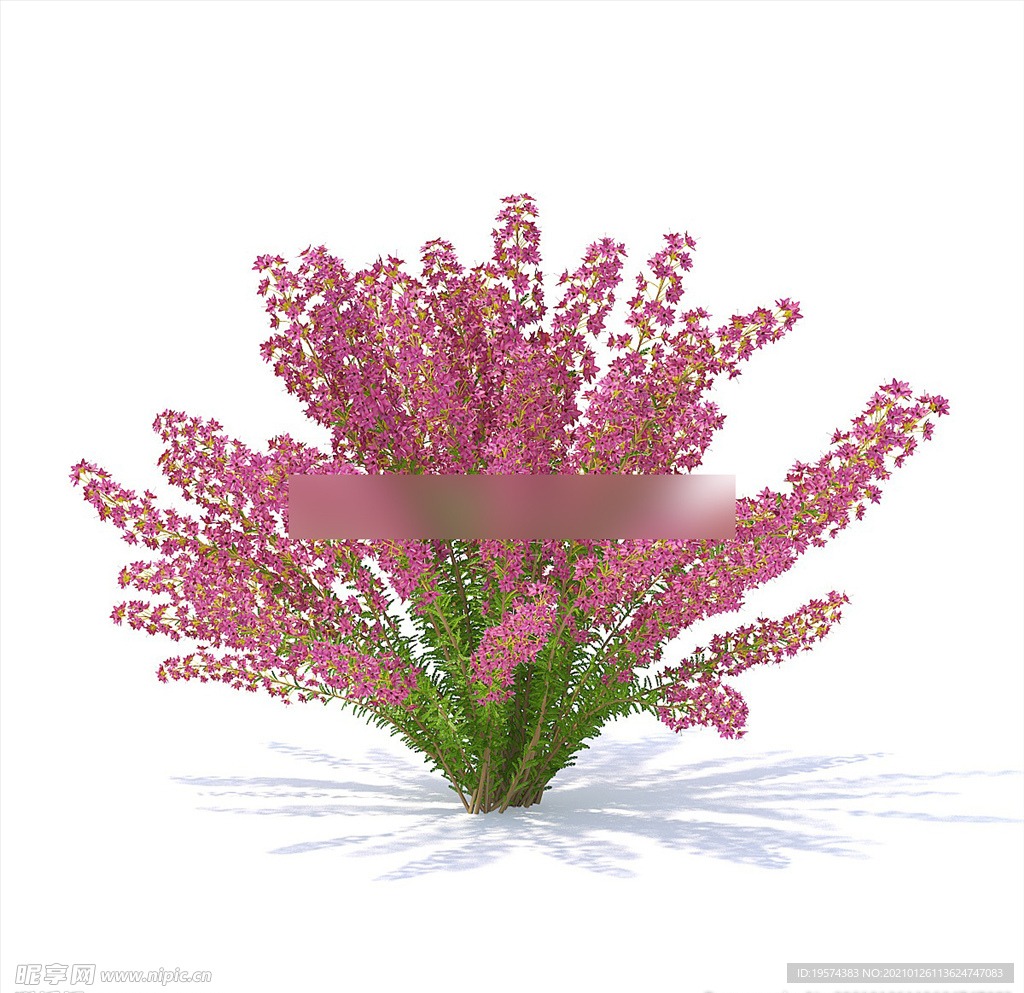 C4D模型 紫薇