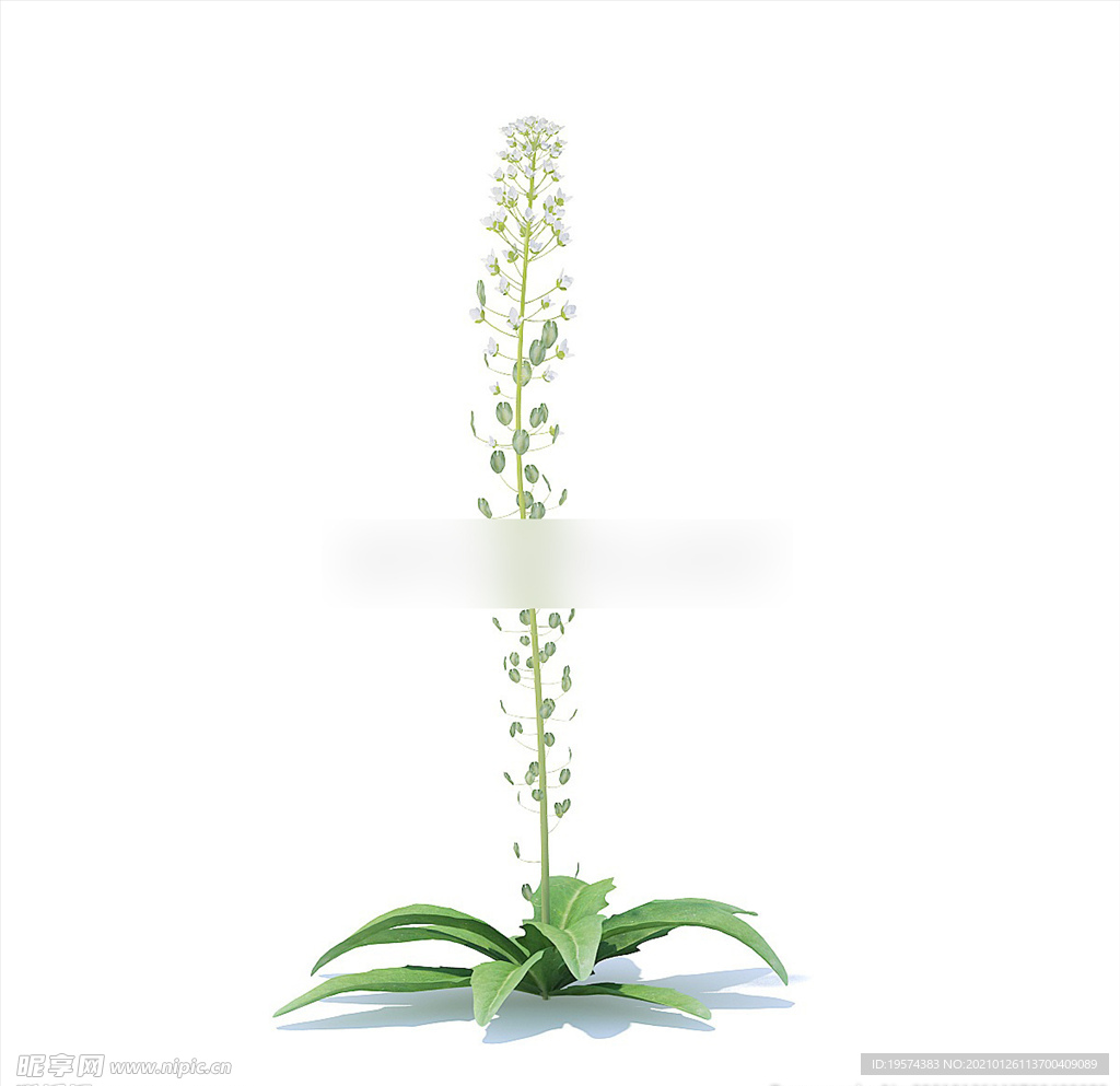 C4D模型 虾脊兰